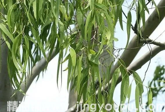柠檬尤加利精油.jpg
