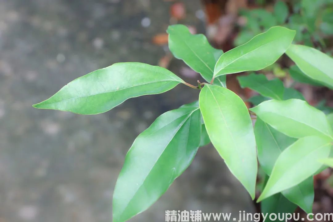 樟叶.jpg