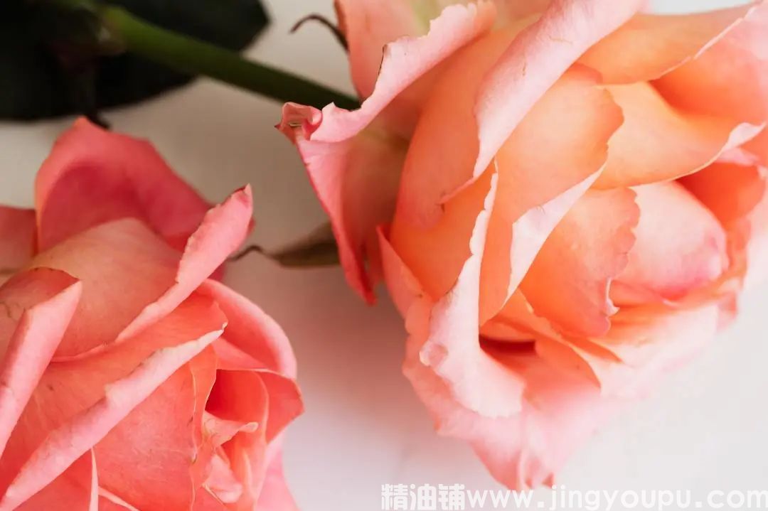玫瑰精油1.jpg